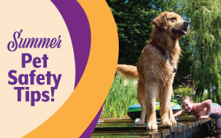 Summer Pet Safety Tips