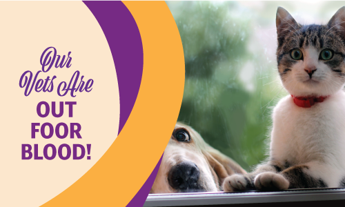 MVC-blog-post-oct18-seniors Blood Screening | Reid Veterinary Center