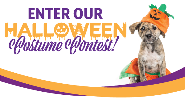Halloween Pet Costume Contest