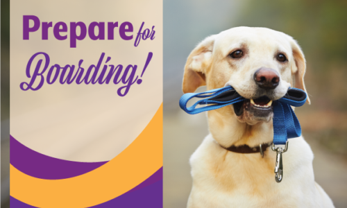 Prepare your pet for boarding | Reid Veterinary Center