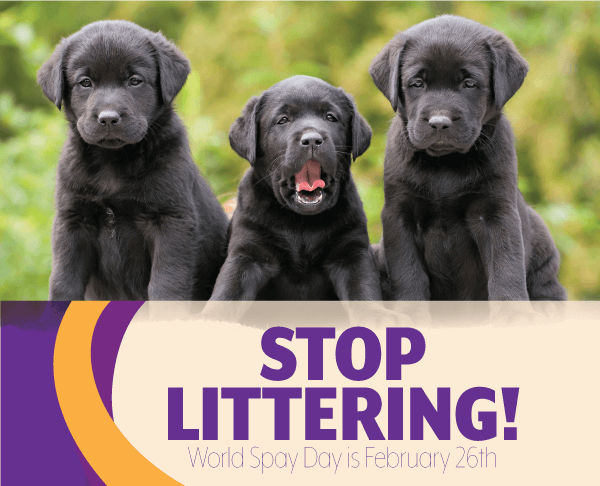 Stop Littering! World Spay Day is February 26th