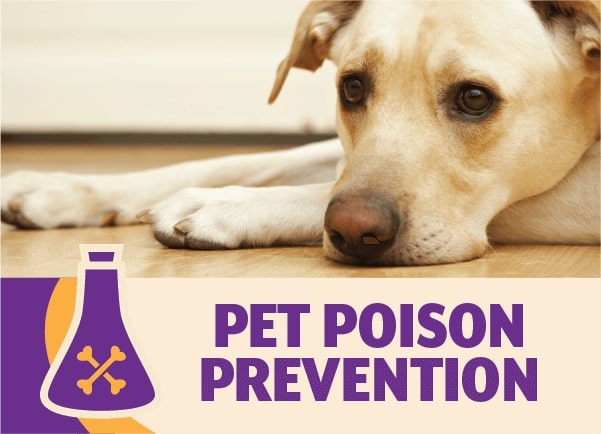 Pet Poison Prevention: Understanding Antifreeze Toxicity in Pets